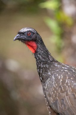 Yeşil yağmur ormanlarında kırmızı boğazlı güzel siyah tropikal kuş