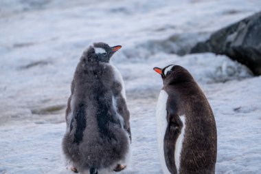Antarktika 'daki gentoo penguenleri. Vahşi doğa.