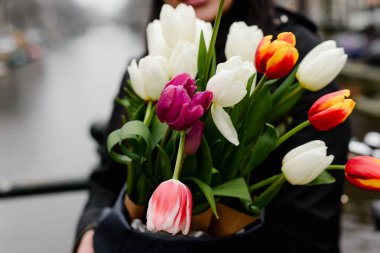 Amsterdam Kanalı üzerinde Renkli Lale Buketinin Yakın Çekimi