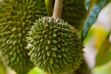 Ağaçta büyüyen genç Durian 'ın yakın çekim görüntüsü