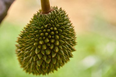 Ağaçta büyüyen genç Durian 'ın yakın çekim görüntüsü