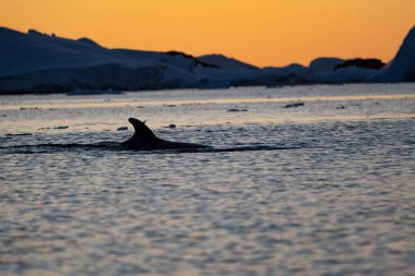 Antarktika 'daki minke balinası. Balaenoptera acutorostrata.
