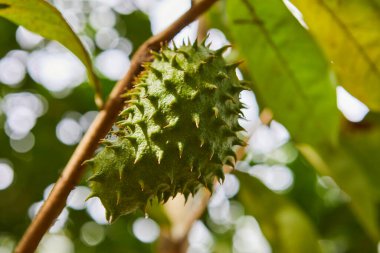 Dalda büyüyen dikenli elmanın yakın görüntüsü
