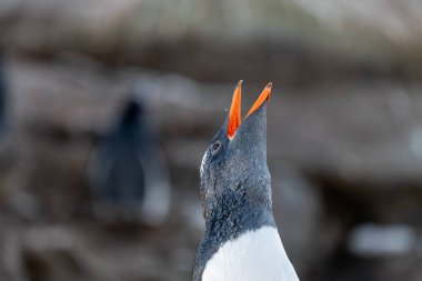 Antarktika 'daki gentoo penguenleri. Vahşi doğa.
