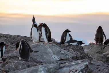 Antarktika 'daki gentoo penguenleri. Vahşi doğa.
