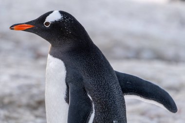 Antarktika 'daki gentoo penguenleri. Vahşi doğa.