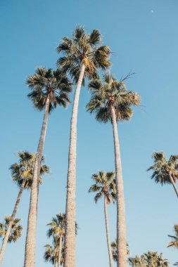 Coronado 'da uzun palmiye ağaçları, parlak mavi gökyüzü ve üzerinde ay olan CA.