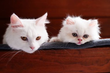 İki sevimli beyaz kedi - yetişkin ve kedi yavrusu