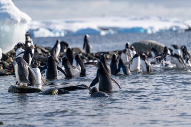 Antarktika 'daki gentoo penguenleri. Vahşi doğa.