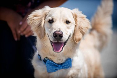 Güneşli bir günde Mavi papyonlu gülen Golden Retriever