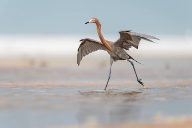 Nat 'taki Sahil Keşfi sırasında Etkin Duruşmada Kırmızımsı Egret