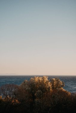 Arnavutluk 'ta Deniz kenarındaki Zeytin Ağaçlarına Altın Saat Işığı