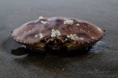 Barnacle kaplı ölü yengeç su kenarındaki ıslak kumun üzerinde duruyor.