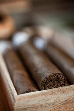 Sigara tütününün detaylarını kapat ve dikey olarak kutuya koy