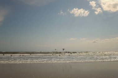 Cape Hatteras Ulusal Denizi boyunca uçan beyaz kuş sürüsü