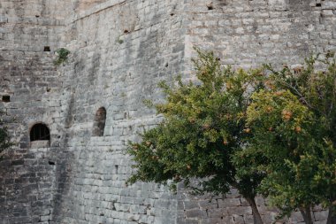 Arnavutluk 'un Porto Palermo kentindeki Nar Ağacı ve Antik Duvarı