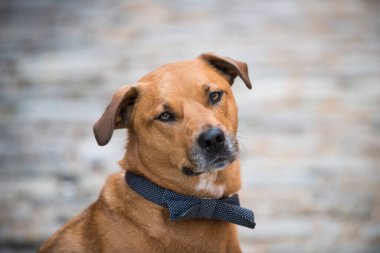 Polka Dot Papyonlu Şık Köpek
