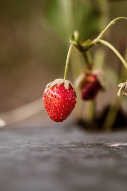 Kolorado çiftliği plastikülle kırmızı bir çilek yetiştiriyor.
