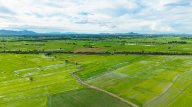 Hava manzaralı yeşil pirinç tarlaları ve kırsal alanda mavi gökyüzü