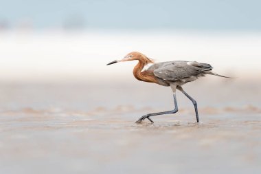 Kırmızımsı Akbalıkçıl (Egretta Rufescens) Sığ suda yüzüyor