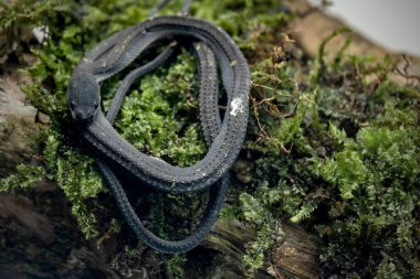 Xenodermus javanicus, ejderha yılanı olarak da bilinir.
