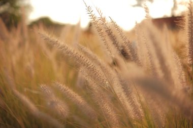 Tarlada Altın Fısıltılar