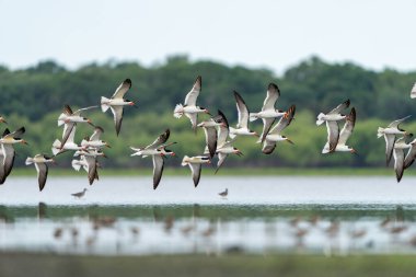 Tranquil Wetland Habita 'da Uçan Kara Süzgeç Sürüsü