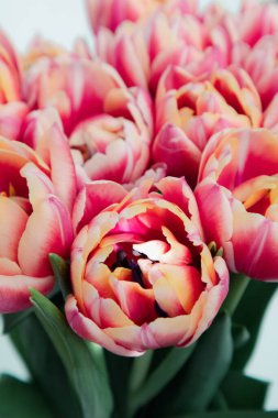 Pembe ve sarı lalelerin yakın çekimleri narin taç yapraklarıyla çiçekleniyor..