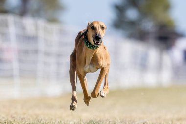 Greyhound Whippet Karışık Koşu Alanı Koşu Pisti Köpek Sporu