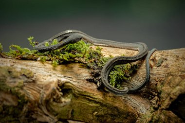 Xenodermus javanicus, ejderha yılanı olarak da bilinir.