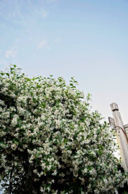 Masmavi bir arkaplanda açan yemyeşil yasemin çiçekleri.