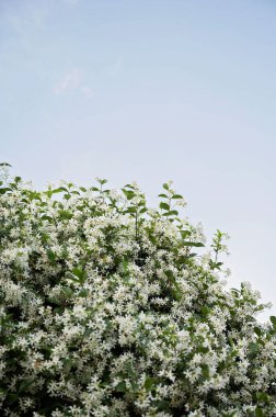 Beyaz yasemin çiçekleri masmavi bir gökyüzüne doğru çiçek açıyor.