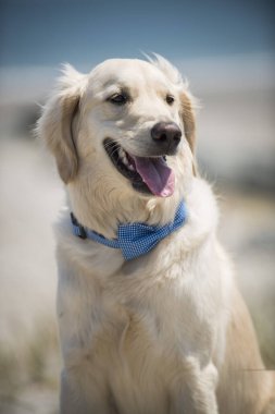 Mavi papyonlu Golden Retriever Sahilde bir günün tadını çıkarıyor