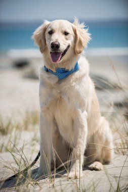 Plaj gününde mavi papyonlu Golden Retriever pozu