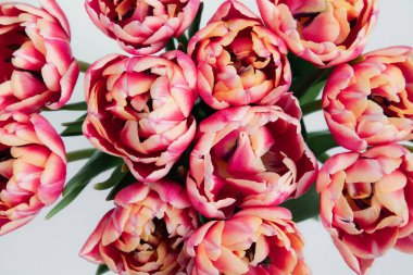 Canlı pembe ve sarı lalelerin tam çiçeklenme halindeki üst görüntüsü..