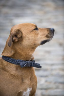 Polka Dot Papyonlu Şık Köpeğin Yan Profili