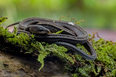 Xenodermus javanicus, ejderha yılanı olarak da bilinir.