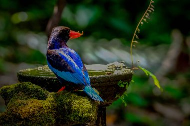Javan Kingfisher Yogyakarta 'da görüldü.