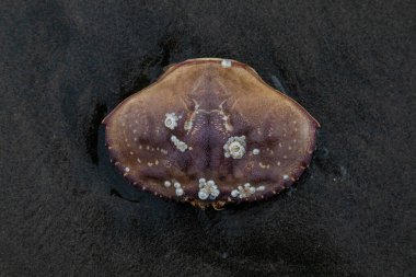 Barnacle kaplı yengeç kabuğu Ocean Beach 'teki ıslak, karanlık kumlara dayanır..