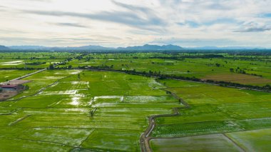 Akşam vakti yeşil pirinç tarlaları ve altın gökyüzü