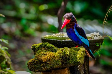Javan Kingfisher Yogyakarta 'da görüldü.