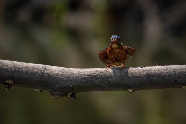 Canlı mavi kulaklı bir balıkçı çok güzel.