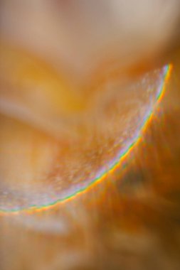 Güneş ışığıyla soyut Dahlia Çiçeği