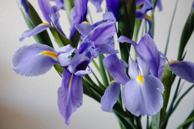 Narin mor iris çiçeklerinin tam çiçek açması, yeşil saplı..