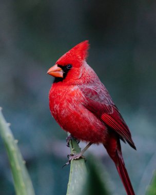 Agave 'de Kuzey Kardinali Erkek
