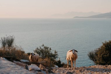 Dusk 'ta Arnavutluk Rivierasına Koyun Bakışı