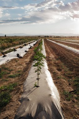 Colorado 'da dağları ve bulutları olan çiçek tarımı