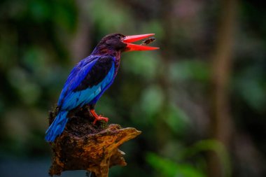 Javan Kingfisher Yogyakarta 'da görüldü.