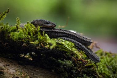 Xenodermus javanicus, ejderha yılanı olarak da bilinir.