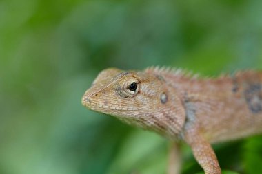 Kertenkelenin dal üzerindeki yakın görüntüsü
